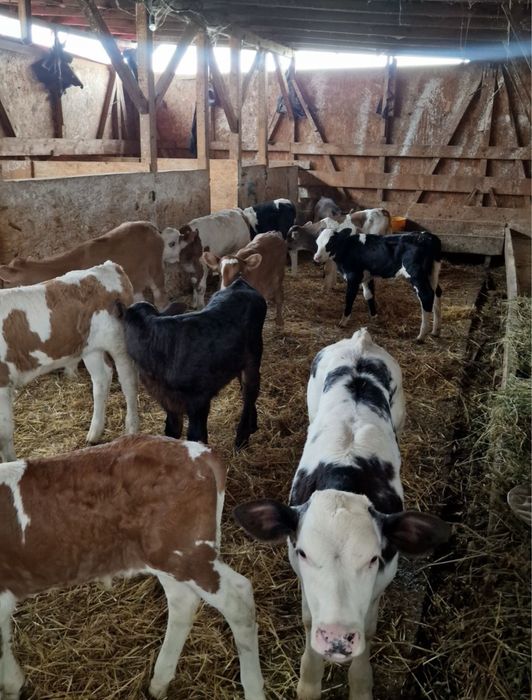 Vand vitei de rasa de carne asigur transport!!