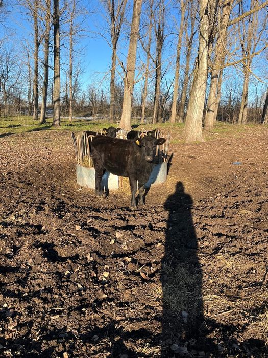 Vând un lot de 12 vitele aberden angus