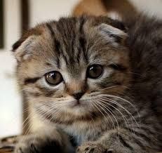 Skotish fold mushukchalari