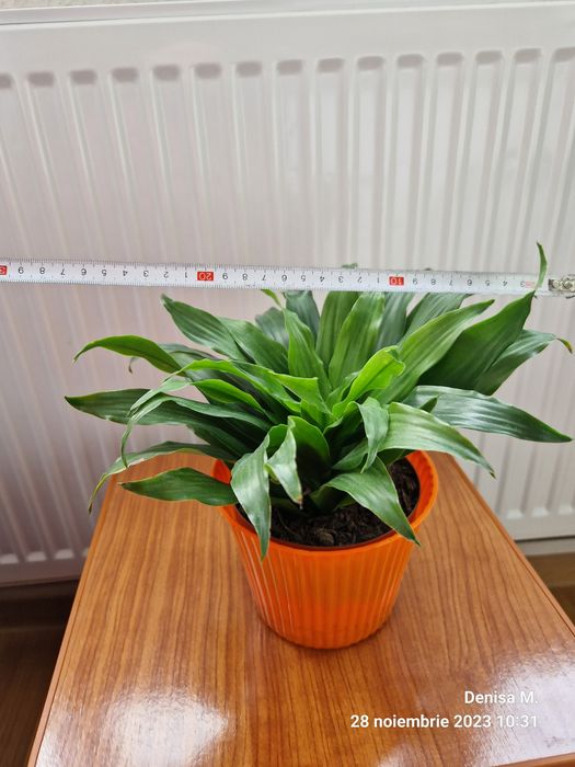Plante verzi Dracaena