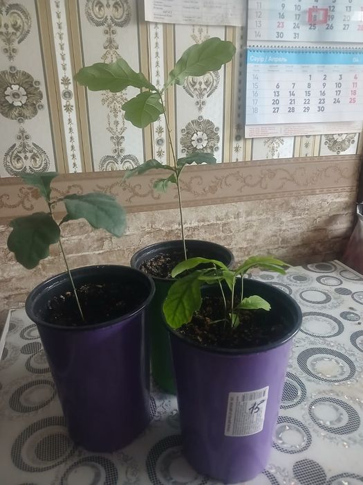 Дуб черезчатый обыкновенный