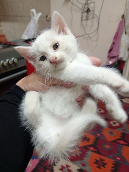 отдаются котята в добрые руки