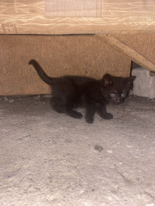 Отдам котят в добрые руки