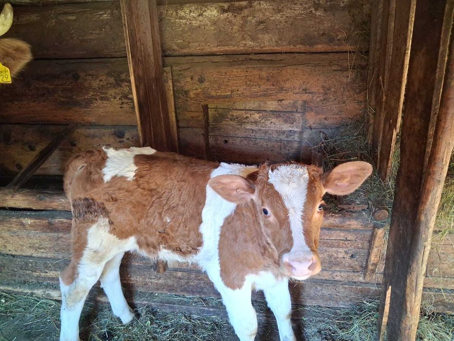 Vaca cu vițel de vânzare