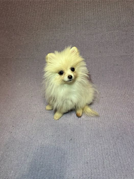 Mascul Pomeranian cu pedigree!