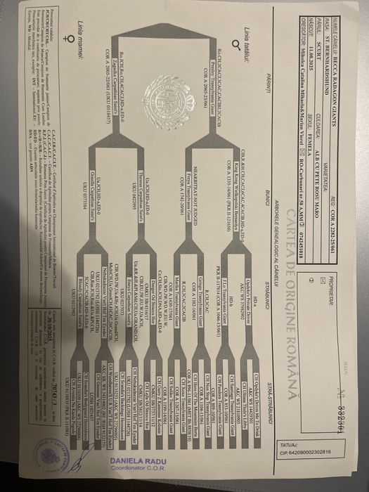Femela Saint Bernard cu pedigree - par scurt