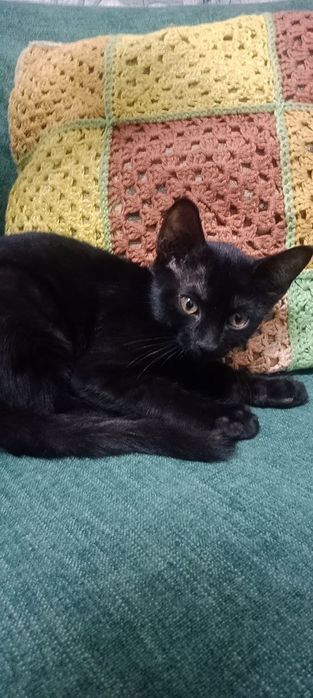 Котята отдам в хорошие руки
