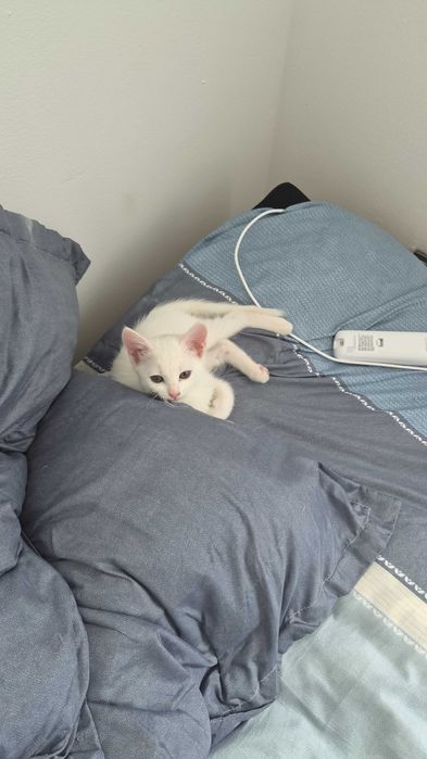 Котенок девочка в добрые руки