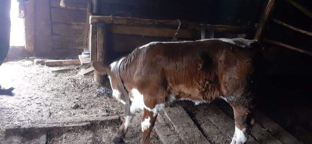 Vând vițea holstein