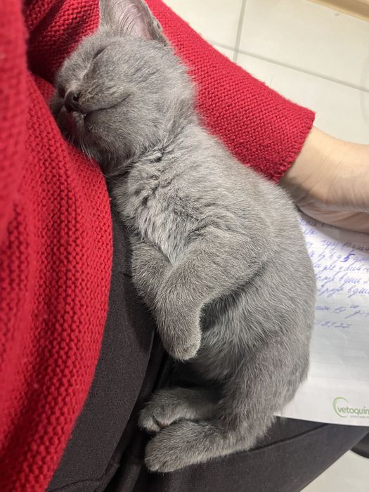 Котенок ищет верных хозяев, добрые руки