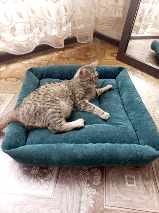 Лежанки для котиков