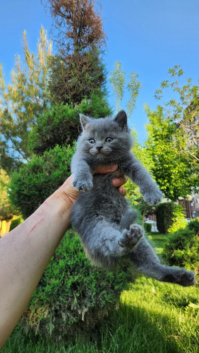 Кошка Скоттиш страйт