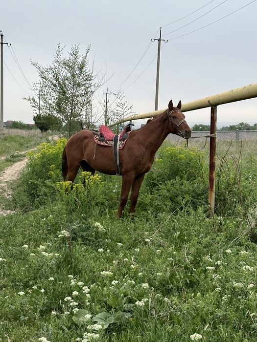 Донен сатылад    .