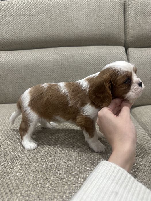 Продаются Кавалер Кинг Чарльз Спаниели