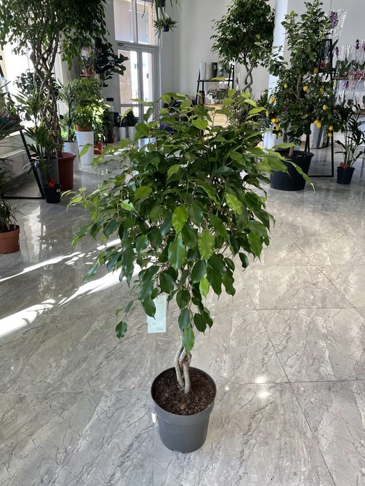 Фикус бенджамина