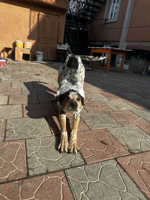 Шенки 3 мальчика-2 девочки