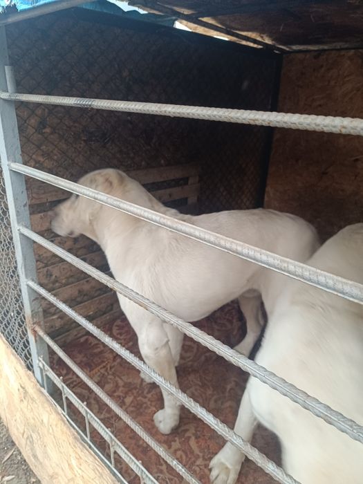 Продам Алабаев белых