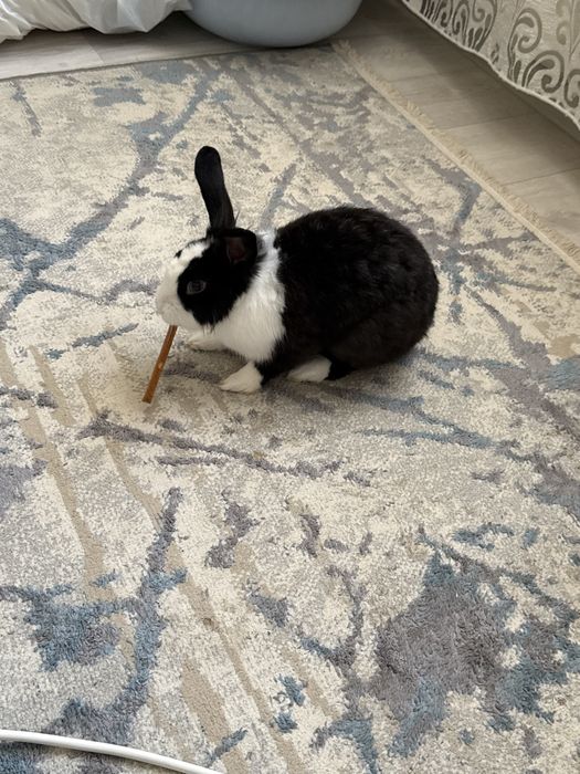 Кролик домашний (с клеткой)