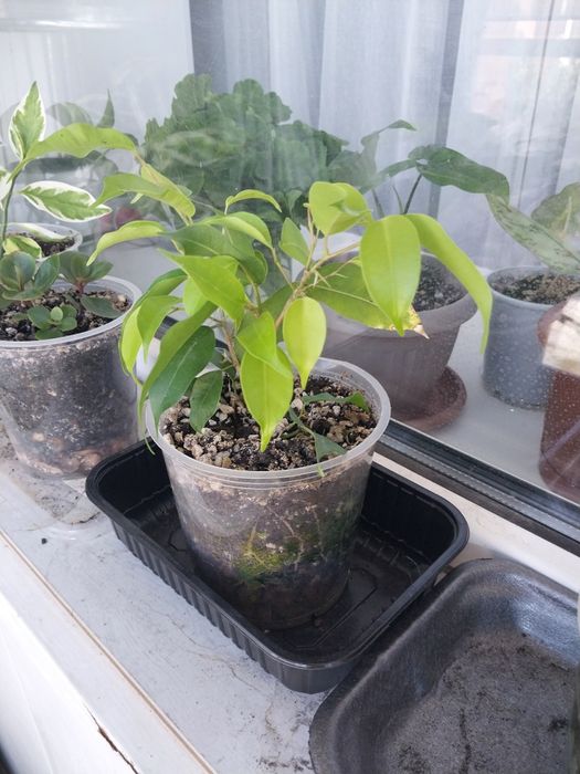 Продам комнатные цветы..