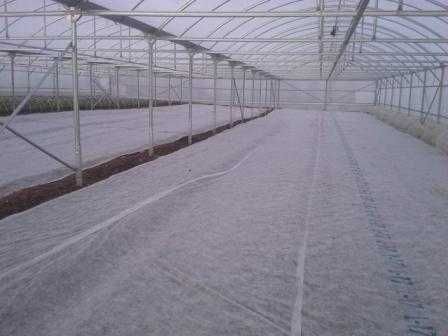 Разсад за пипер, разсад за домати и др.