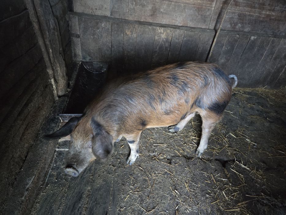 Vând capre Alpina Franceza