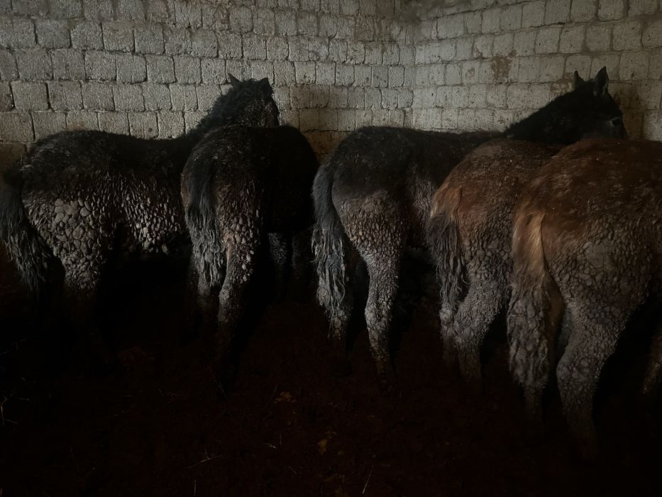 Бордақы тайлар сатылады семіз