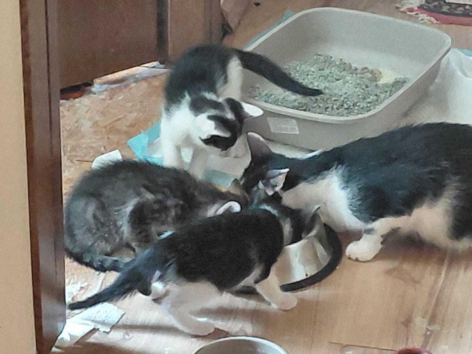 Pisoi pentru adopție – în căutarea unor familii iubitoare