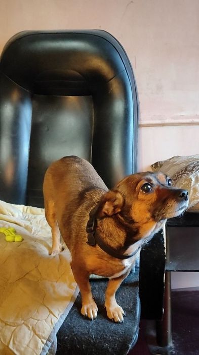 Милая, маленькая собачка ищет дом