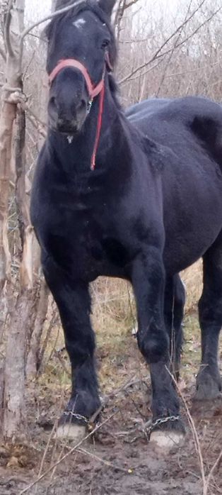 Vând iepe, armăsari, mânji.