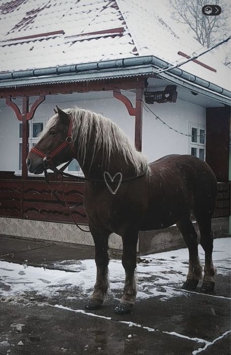 Vand sau schimb harmasar de 4 pe 5 ani