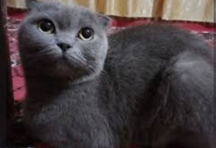 Skotish fold nasli toza slishkim ozoda va kurinni felix yeydi holos!!!