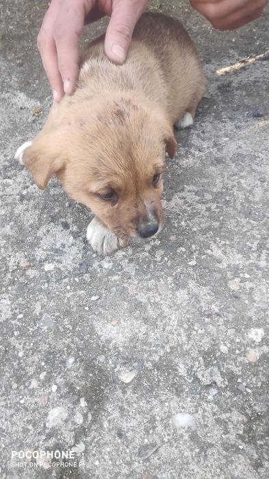 Подарявам малки кученца