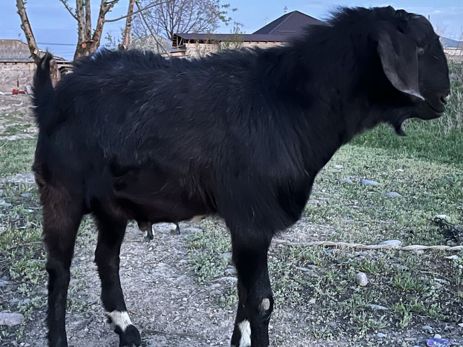 Нубийские козы …