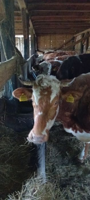 Vând vaca gestantă