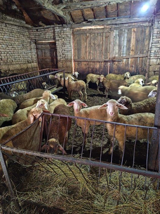 Агнета 30-45 килограма 6евро/кг.