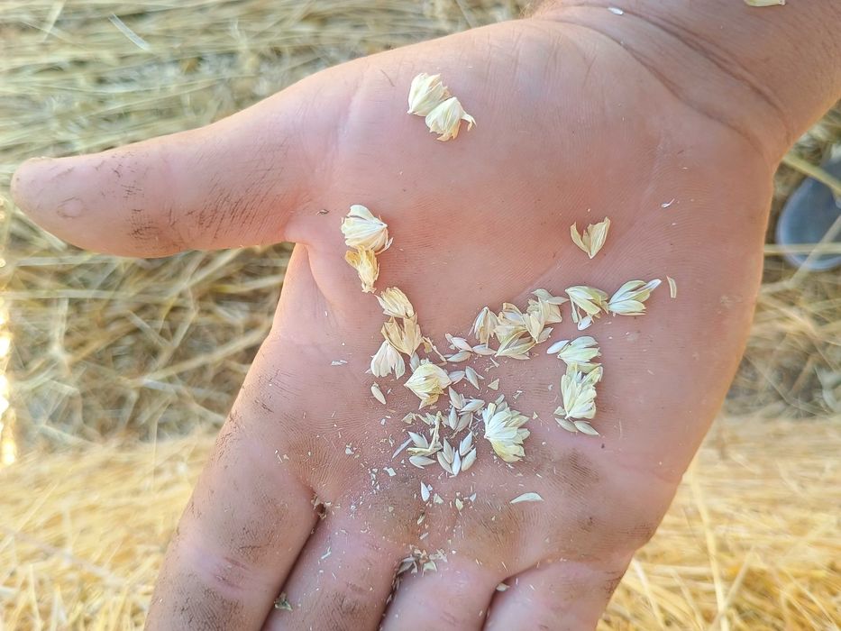 Рулонни бали ПРОСО със зърното