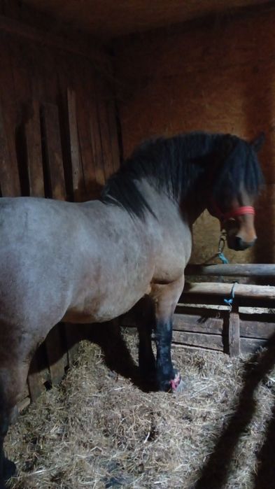 Armasar de vânzare 3 ani