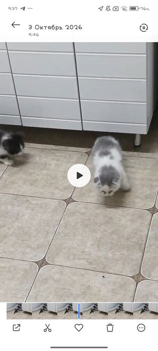 вислоухий котенок