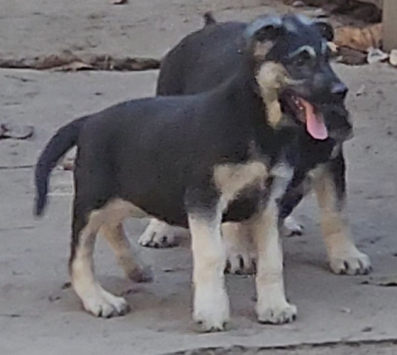 Щенки ВЕО 2,5 месяца