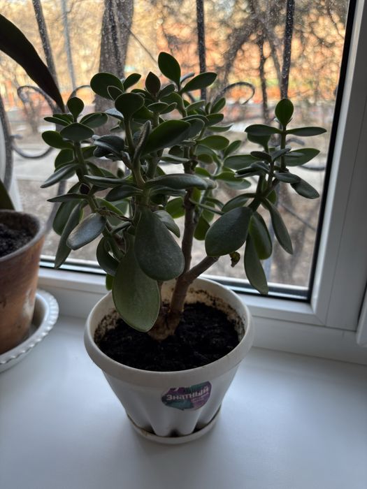 Продам растения в горшках