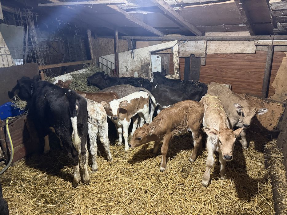 Vitei taurasi si vitele