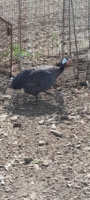 Vând cocoși de pitică și mătase