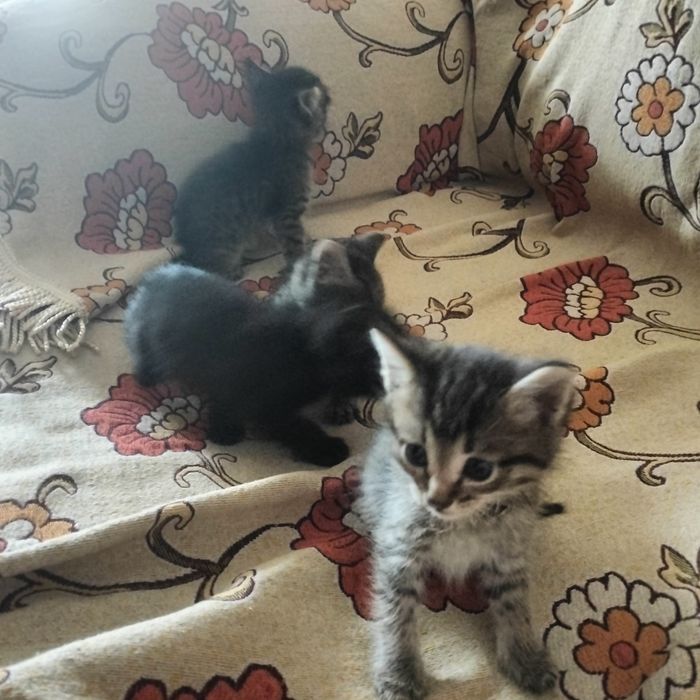 Отдам котят в хорошие руки