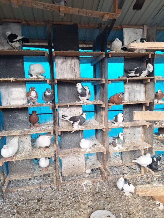 Vand porumbei incaltatii