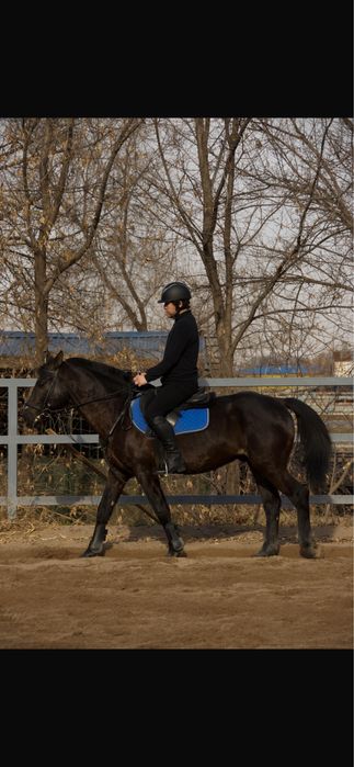 Продам лошадь, жеребец