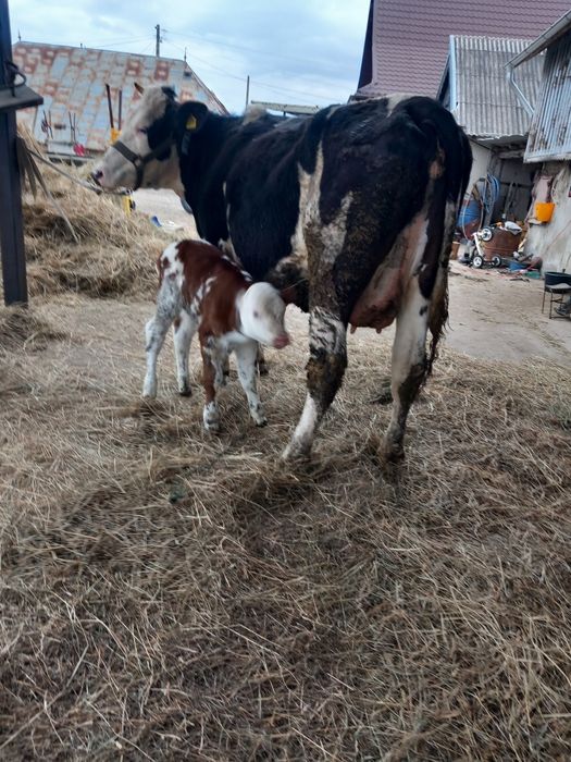 De vânzare junca la prima fătare