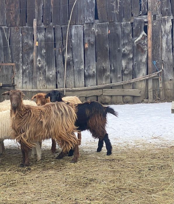 De vânzare doi berbeci și 5 capre