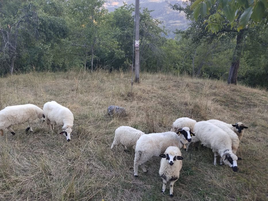 Vand 5 oi si 6 miei