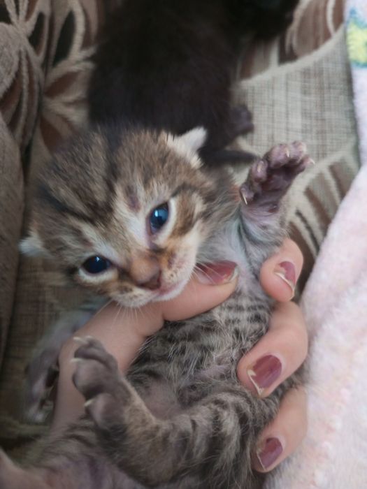 хорошие котятки.