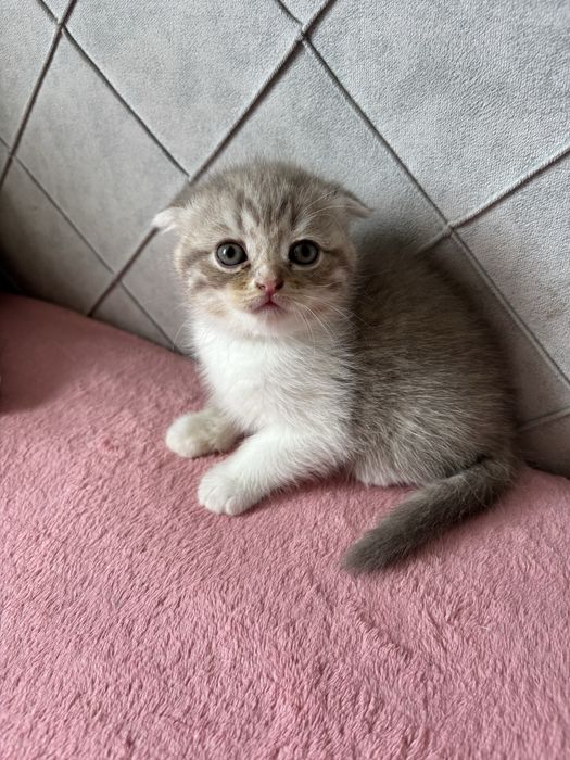 Продам котят к 8 марта.